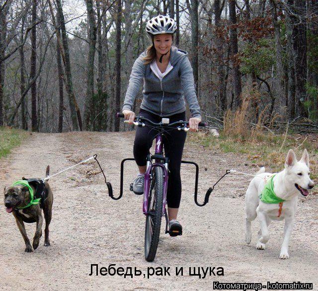 Котоматрица: Лебедь,рак и щука