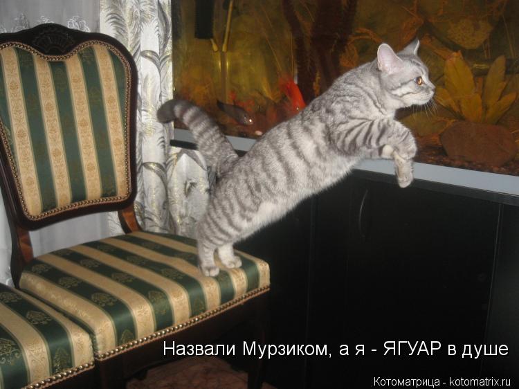 Назвали Мурзиком, а я - ЯГУАР в душе... Котоматрица: Назвали Мурзиком, а я - ЯГУАР в душе