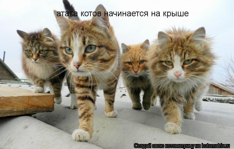 Котоматрица: атака котов начинается на крыше