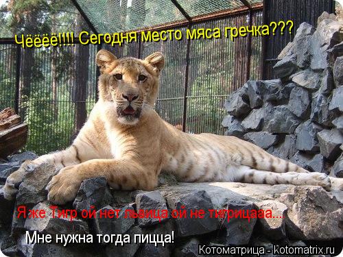 Чёёёё!!!! Сегодня место мяса гречка??? Я же Тигр ой нет львица ой не тигрицааа.... Мне нужна тогда пи... Котоматрица: Чёёёё!!!! Сегодня место мяса гречка??? Я же Тигр ой нет львица ой не тигрицааа.... Мне нужна тогда пицца!