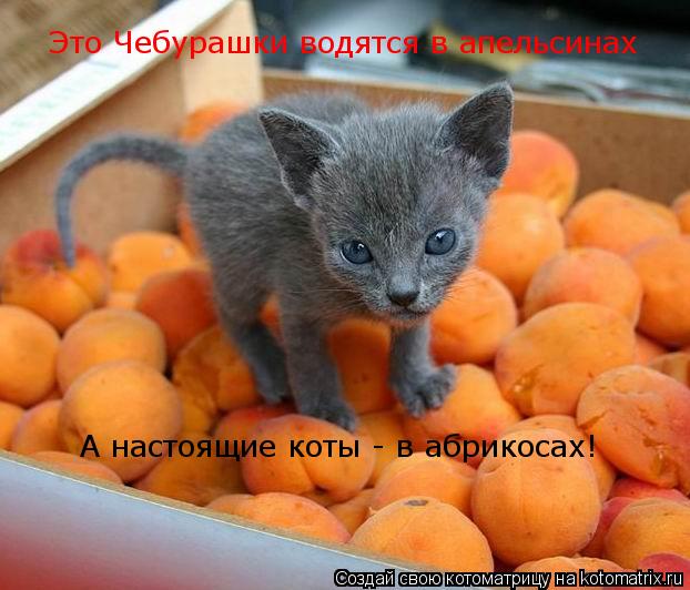 Котоматрица: Это Чебурашки водятся в апельсинах А настоящие коты - в абрикосах!