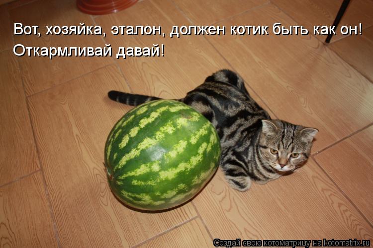 Вот, хозяйка, эталон, должен котик быть как он! Откармливай давай!... Котоматрица: Вот, хозяйка, эталон, должен котик быть как он! Откармливай давай!