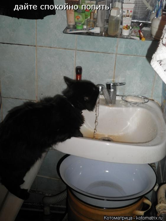 Котоматрица: дайте спокойно попить!