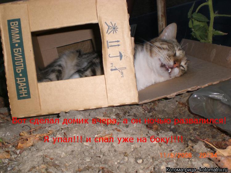 Вот сделал домик вчера, а он ночью развалился! Я упал!!! и спал уже на боку!!!!... Котоматрица: Вот сделал домик вчера, а он ночью развалился! Я упал!!! и спал уже на боку!!!!