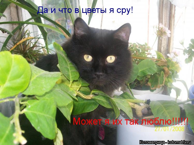 Котоматрица: Да и что в цветы я сру! Может я их так люблю!!!!!!