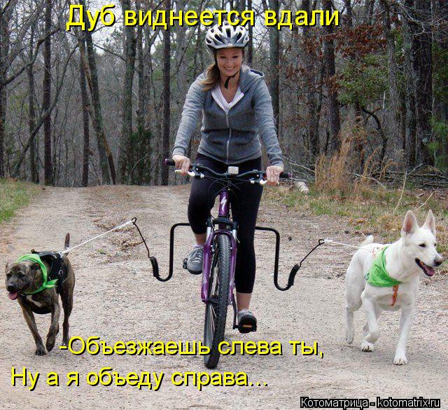 Котоматрица: Дуб виднеется вдали -Объезжаешь слева ты, Ну а я объеду справа...