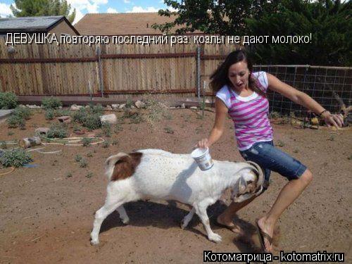 Котоматрица: ДЕВУШКА,повторяю последний раз: козлы не дают молоко!