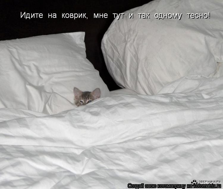 Котоматрица: Идите  на  коврик,  мне  тут  и  так  одному  тесно! Идите  на  коврик,  мне  тут  и  так  одному  тесно!