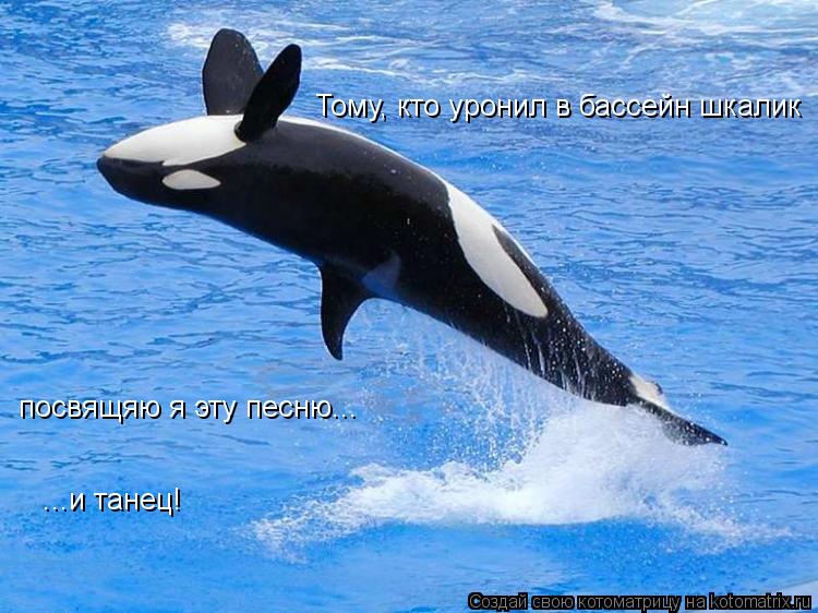 Котоматрица: Тому, кто уронил в бассейн шкалик посвящяю я эту песню... ...и танец!