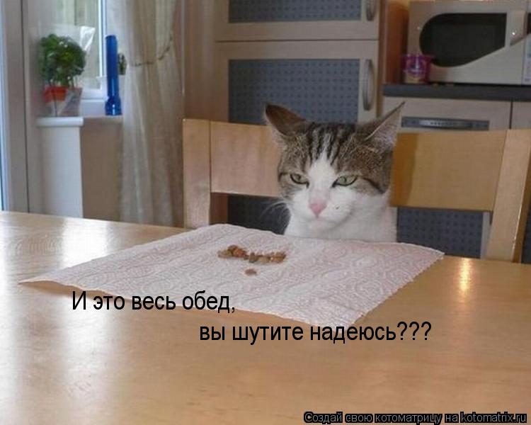 Котоматрица: И это весь обед, вы шутите надеюсь???