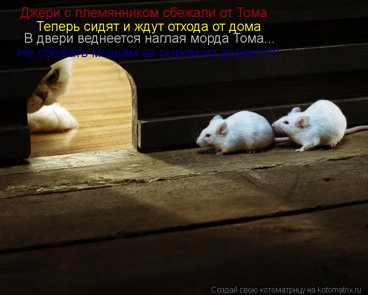Котоматрица: Джери с племянником сбежали от Тома Теперь сидят и ждут отхода от дома В двери веднеется наглая морда Тома... Не сбежать мышам за сыром из до