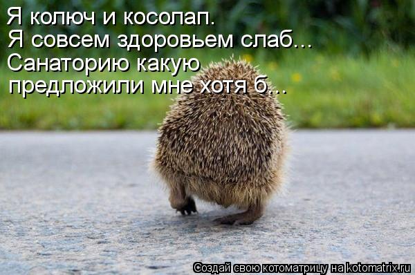 Котоматрица: Я колюч и косолап. Я совсем здоровьем слаб... Санаторию какую предложили мне хотя б...