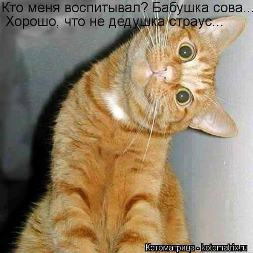 Кто меня воспитывал? Бабушка сова... Хорошо, что не дедушка страус...... Котоматрица: Кто меня воспитывал? Бабушка сова... Хорошо, что не дедушка страус...