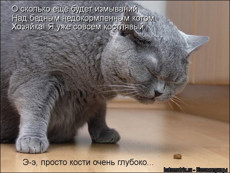 Котоматрица: О сколько ещё будет измываний Над бедным недокормленным котом. Хозяйка! Я уже совсем костлявый. Э-э, просто кости очень глубоко...