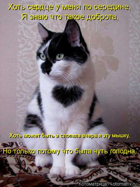 Котоматрица: Хоть сердце у меня по середине, Я знаю что такое доброта, Хоть может быть и слопала вчера я эту мышку, Но только потому что была чуть голодна.
