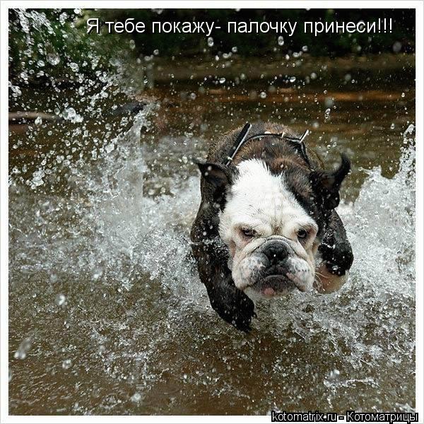 Я тебе покажу- палочку принеси!!!... Котоматрица: Я тебе покажу- палочку принеси!!!