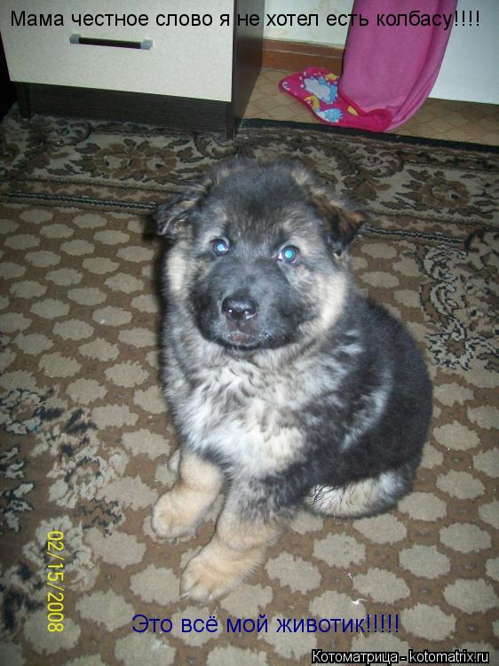 Котоматрица: Мама честное слово я не хотел есть колбасу!!!! Это всё мой животик!!!!!