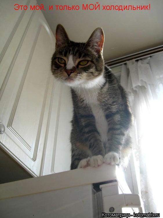 Котоматрица: Это мой, и только МОЙ холодильник!