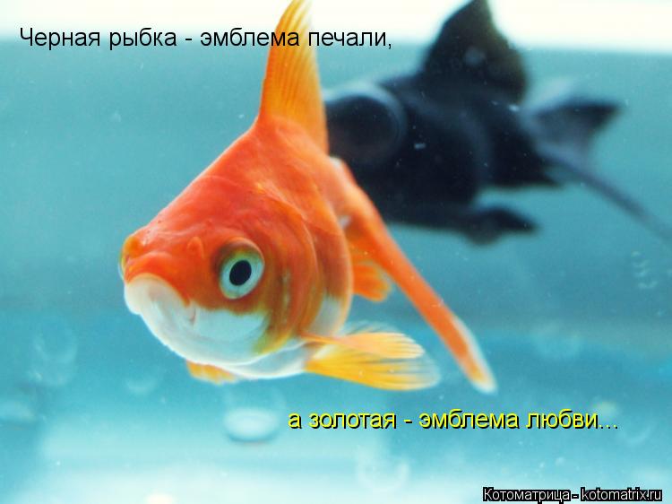 Черная рыбка - эмблема печали, а золотая - эмблема любви...... Котоматрица: Черная рыбка - эмблема печали, а золотая - эмблема любви...