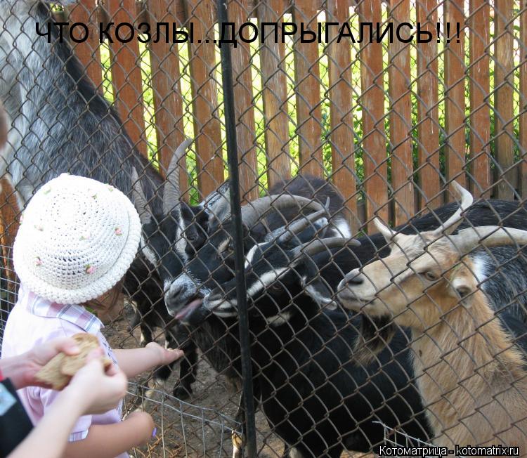 Котоматрица: ЧТО КОЗЛЫ...ДОПРЫГАЛИСЬ!!!