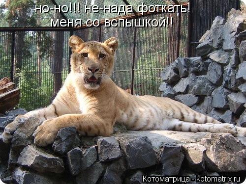 Котоматрица: но-но!!! не-нада фоткать! меня со вспышкой!!