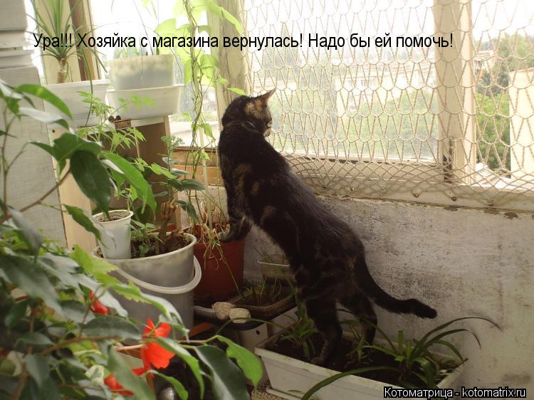 Котоматрица: Ура!!! Хозяйка с магазина вернулась! Надо бы ей помочь!