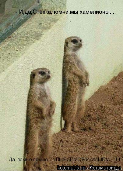 Котоматрица: - И,да,Степка,помни,мы хамелионы.... - Да ,помню,помню....УЛЫБАЕМСЯ И МАШЕМ....!!!!