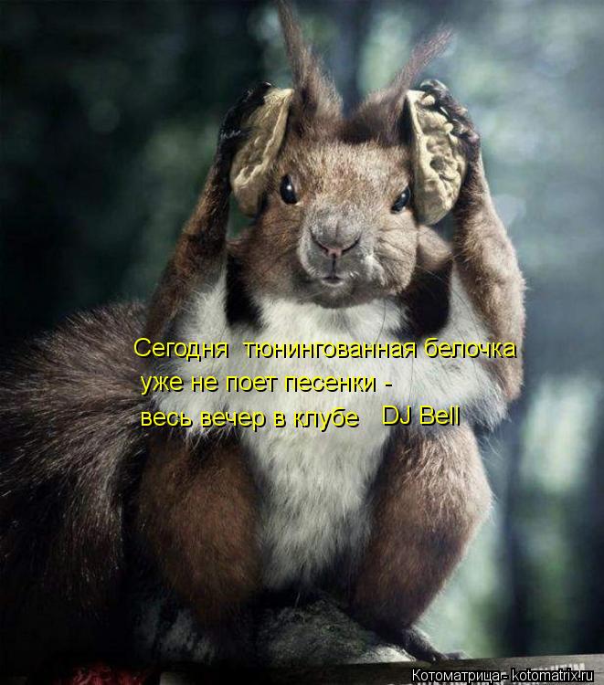 Котоматрица: Сегодня  тюнингованная белочка  уже не поет песенки -  весь вечер в клубе DJ Bell