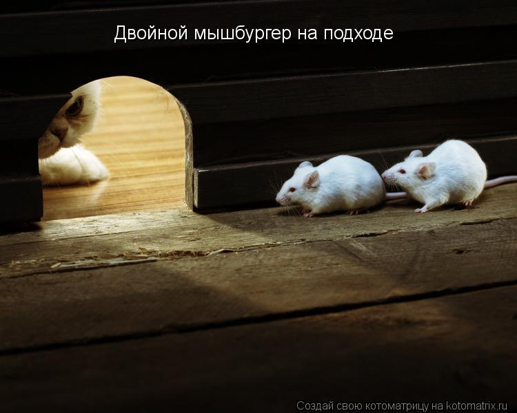 Котоматрица: Двойной мышбургер на подходе