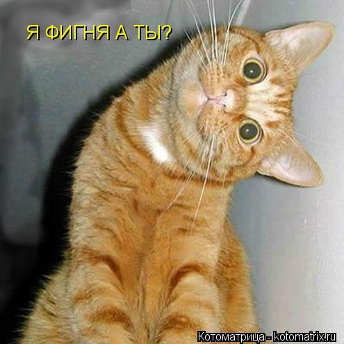 Котоматрица: Я ФИГНЯ А ТЫ?