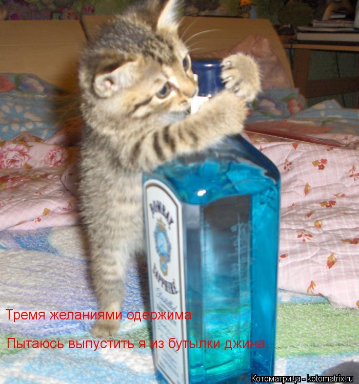 Котоматрица: Тремя желаниями одержима Пытаюсь выпустить я из бутылки джина ...