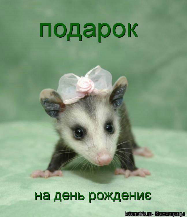 Котоматрица: подарок                на день рождениє