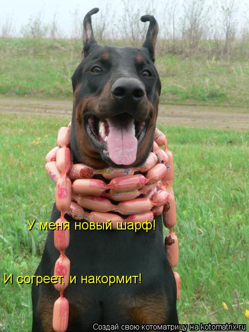 Котоматрица: У меня новый шарф! И согреет, и накормит!