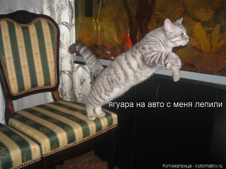 ягуара на авто с меня лепили... Котоматрица: ягуара на авто с меня лепили