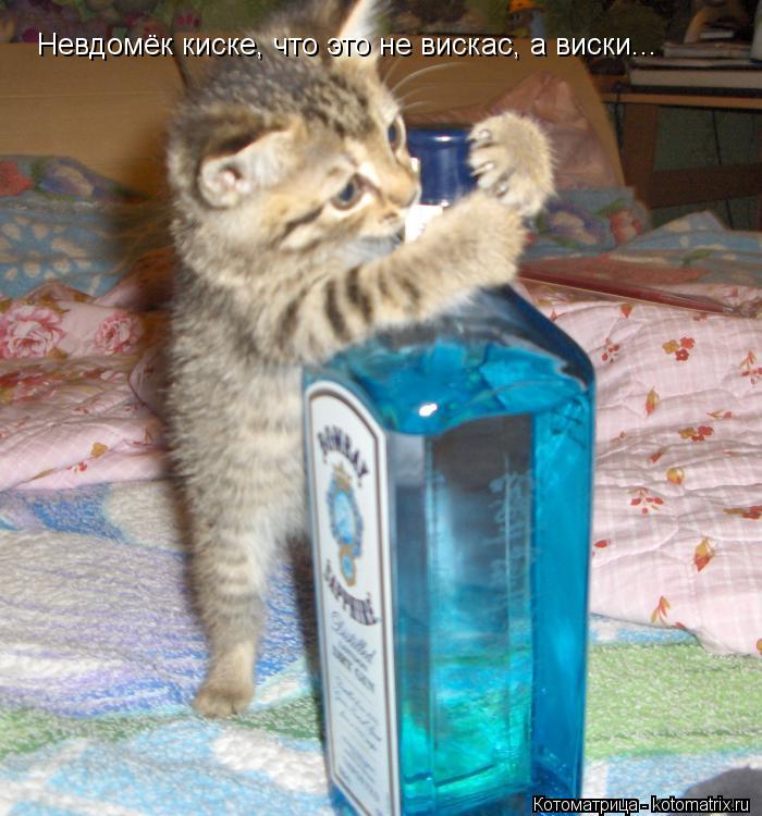Котоматрица: Невдомёк киске, что это не вискас, а виски...