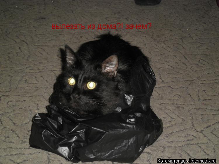 Котоматрица: вылезать из дома?! зачем?