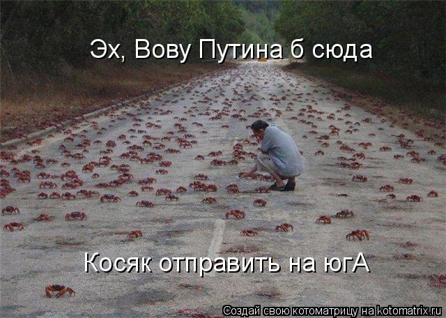 Эх, Вову Путина б сюда Косяк отправить на югА... Котоматрица: Эх, Вову Путина б сюда Косяк отправить на югА