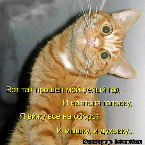 Вот так прошел мой целый год, И наклоня головку, Я вижу все на оборот, И мышку, и духовку...... Котоматрица: Вот так прошел мой целый год, И наклоня головку, Я вижу все на оборот, И мышку, и духовку...