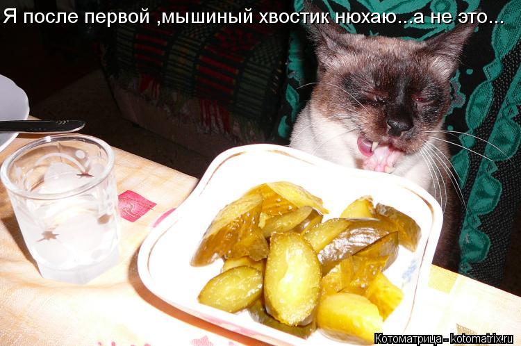 Котоматрица: Я после первой ,мышиный хвостик нюхаю...а не это...