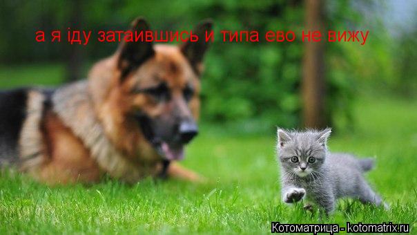 Котоматрица: а я іду затаившись и типа ево не вижу