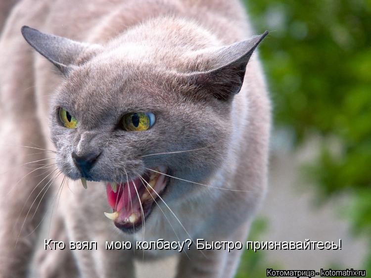 Кто взял мою колбасу? Быстро признавайтесь!... Котоматрица: Кто взял мою колбасу? Быстро признавайтесь!
