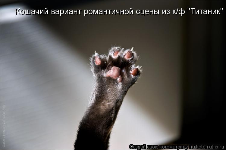 Котоматрица: Кошачий вариант романтичной сцены из к/ф "Титаник"