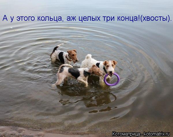 Котоматрица: А у этого кольца, аж целых три конца!(хвосты)...