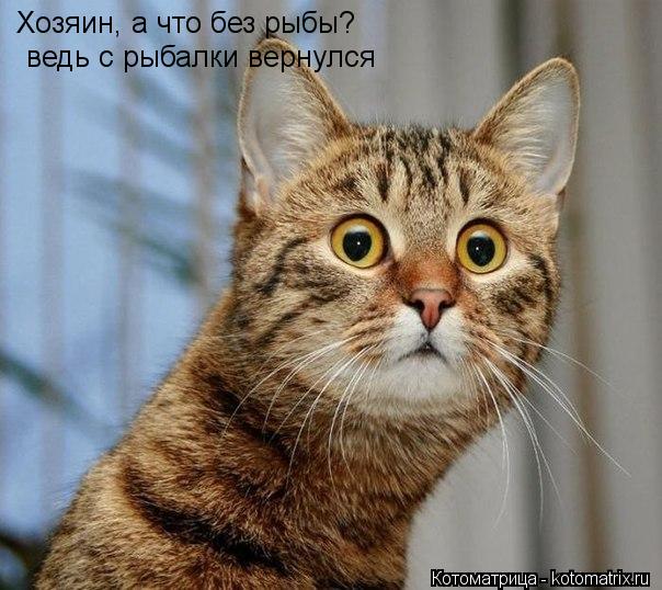 Хозяин, а что без рыбы? ведь с рыбалки вернулся... Котоматрица: Хозяин, а что без рыбы? ведь с рыбалки вернулся