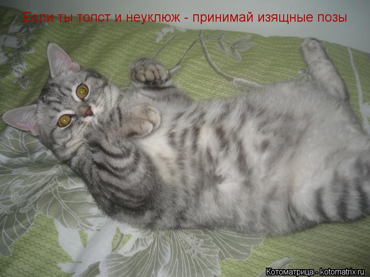 Если ты толст и неуклюж - принимай изящные позы... Котоматрица: Если ты толст и неуклюж - принимай изящные позы