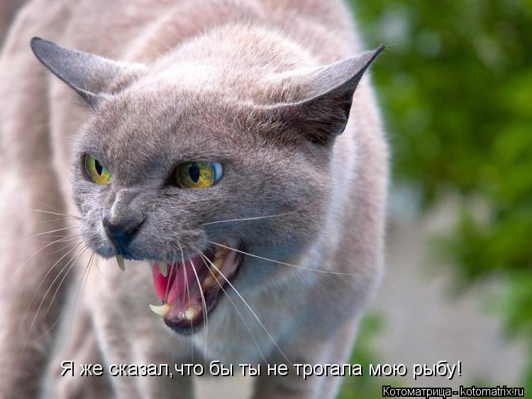 Я же сказал,что бы ты не трогала мою рыбу!... Котоматрица: Я же сказал,что бы ты не трогала мою рыбу!