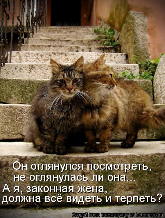 Котоматрица: Он оглянулся посмотреть, не оглянулась ли она... должна всё видеть и терпеть? А я, законная жена,