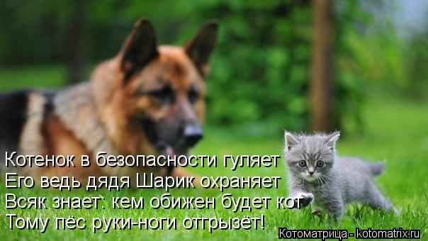 Его ведь дядя Шарик охраняет Котенок в безопасности гуляет Всяк знает: кем обижен будет кот Тому пёс ... Котоматрица: Его ведь дядя Шарик охраняет Котенок в безопасности гуляет Всяк знает: кем обижен будет кот Тому пёс руки-ноги отгрызёт!