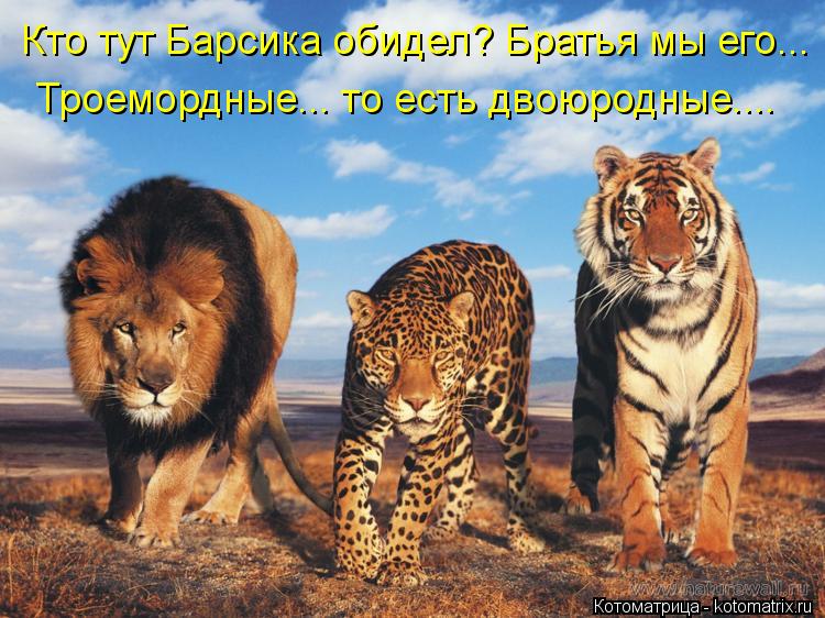 Котоматрица: Кто тут Барсика обидел? Братья мы его... Троемордные... то есть двоюродные....