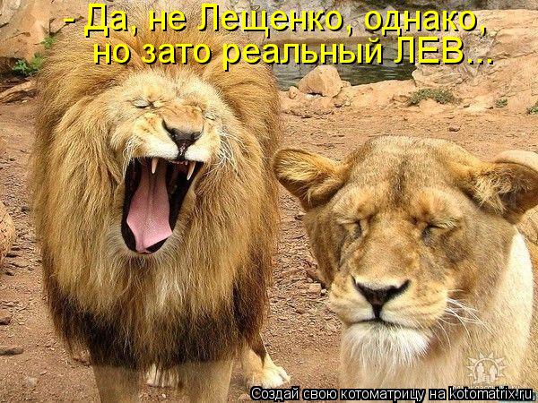 - Да, не Лещенко, однако, но зато реальный ЛЕВ...... Котоматрица: - Да, не Лещенко, однако, но зато реальный ЛЕВ...